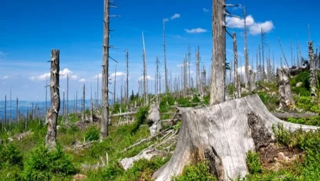 Asit Yağmuru Nedir, Nasıl Oluşur, Türkiye’de Görülme Riski Var mı?