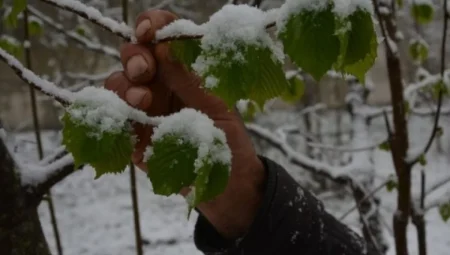 Zirai don tarımı felç etti: 36 ilde kayısıdan fındığa üretim alarm veriyor